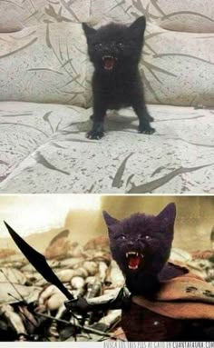 two pictures one with a black cat and the other with a knife in it's mouth