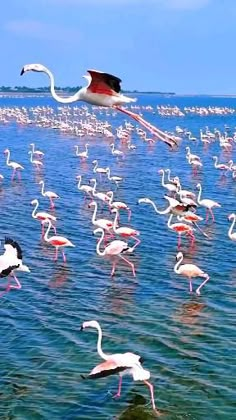 a flock of flamingos standing in the water