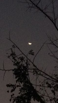 the moon is seen through some trees at night