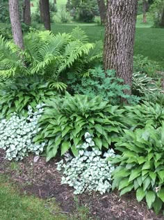 some very pretty plants by the trees