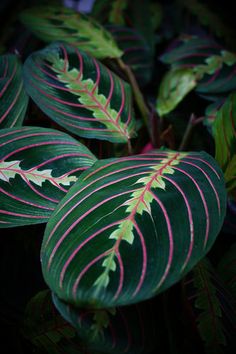 green and red leaves with pink stripes on them