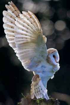 an owl spreads its wings on top of a wooden post