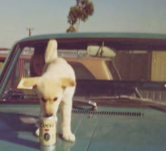 a dog standing on the hood of a car drinking from a can