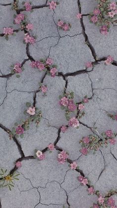 pink flowers growing on cracked concrete with cracks in the ground