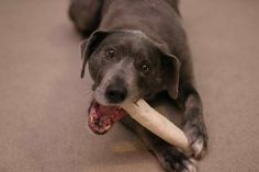 a dog laying on the floor with a bone in its mouth and it's tongue hanging out