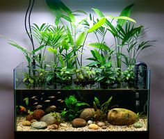 an aquarium filled with plants and rocks