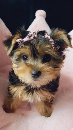 a small brown and black dog with a pink bow on its head sitting on a pink blanket