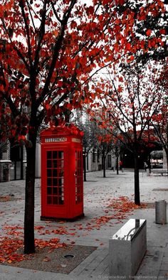 a red phone booth sitting next to a tree with leaves on it's ground