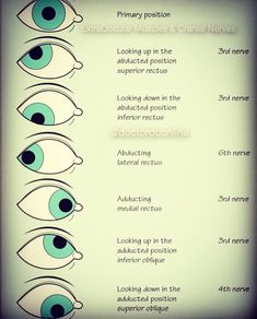 Eye Physiology, Eye Facts, Eye Anatomy, Medical Transcription, Study Tips For Students, Biology Lessons