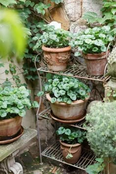 several potted plants are sitting on shelves in the garden, one is green and the other is brown