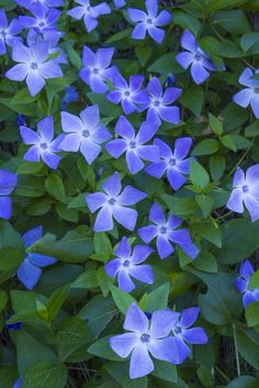 blue flowers are blooming on the ground