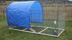 a cat sitting in front of a blue cover on top of a chicken coop