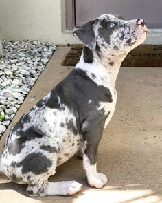 a black and white dog sitting on top of a cement floor next to a door