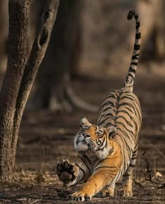 two tigers playing with each other in the woods near some trees and dirt, while one tiger is on its hind legs