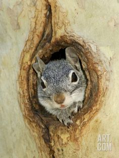 a squirrel peeking out from its hole in a tree