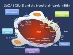 The glucose transport bottleneck - This is what you need to know about SCL2A1 in 2015 Thyroid Hormone, Pharmacy, Brain, Need To Know, The Next, Coding