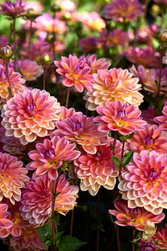 many pink and yellow flowers in a garden