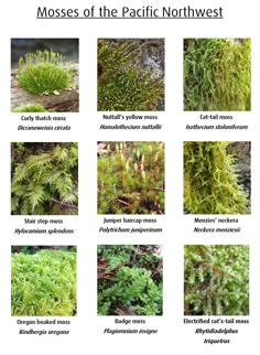 the mosss of the pacific northwest are shown in this chart, which shows different types and