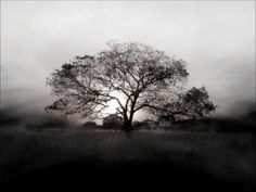 the sun is setting behind a tree on a foggy day in an open field