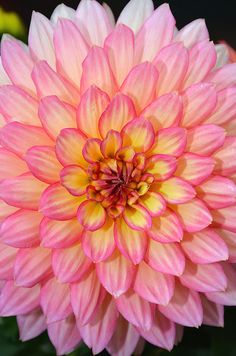 a large pink flower with yellow center surrounded by other flowers in the backround