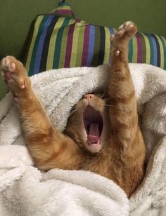 an orange tabby cat yawns while laying on its back in a white blanket