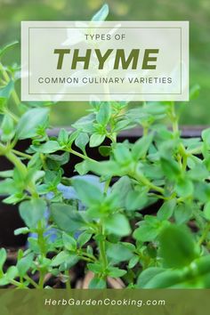 some green plants with the title types of thyme common culinary varieties on top and bottom