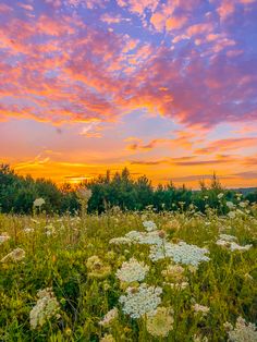 the sun is setting over a field full of wildflowers