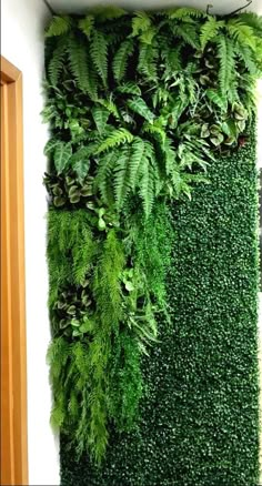 a green wall with plants growing on it