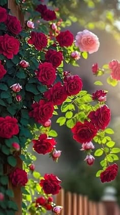 red and pink roses growing on the side of a wooden fence with sunlight shining through them