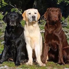 three dogs are sitting in the grass together