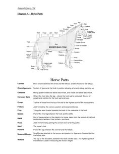 the horse parts diagram is shown in this manual for students to learn how to draw horses