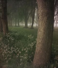 trees and grass in the foggy woods on a misty day with flowers growing all around