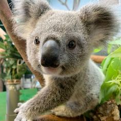 a koala bear sitting on top of a tree branch next to some leaves and plants