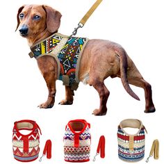 a brown dog wearing a colorful vest and leash