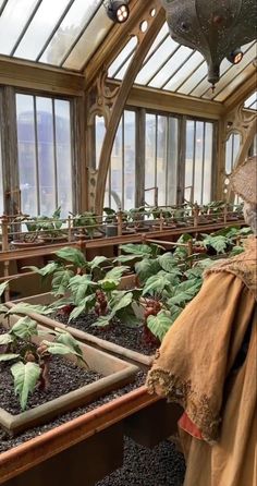 there is a woman that is looking at plants in the greenhouse