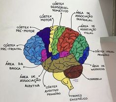 a diagram of the human brain on a piece of paper