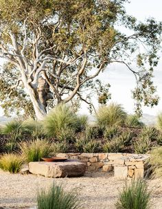 an outdoor fire pit surrounded by plants and trees on a sunny day in the desert