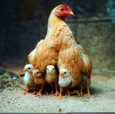 a group of chickens standing next to each other