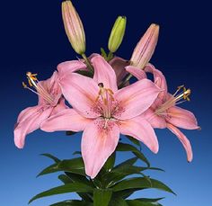 pink lilies are in a vase on a blue tablecloth with green leaves and stems