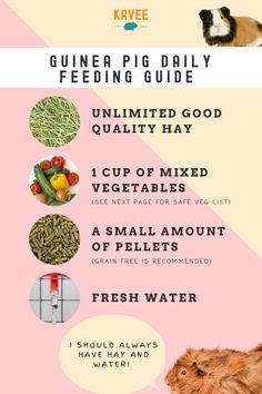 the guinea pig diet guide is shown in this image, it's full of different foods