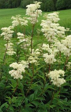 some white flowers are growing in the grass