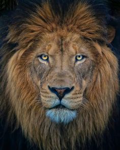 a close up of a lion's face with blue eyes