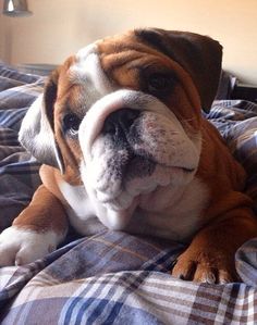 a brown and white dog laying on top of a bed