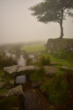 a small stream running through a lush green field next to a stone wall and tree