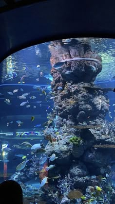 an aquarium filled with lots of different types of fish and corals in the water