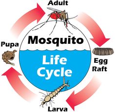 the life cycle of mosquitoes is shown in this graphic above an image of water and insects