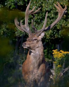 a close up of a deer with antlers on it's head and flowers in the foreground