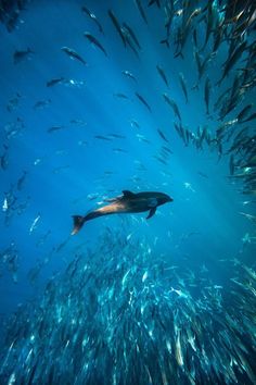 a large group of fish swimming in the ocean