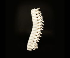 a tall white vase sitting on top of a black table covered in lots of bones