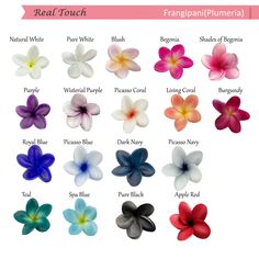 an image of real touch flowers in different colors